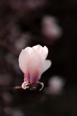 Licht roze magnolia