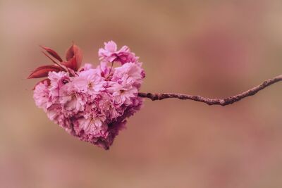 Pink Love