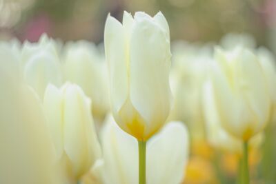 Witte Tulpen in de ochtend