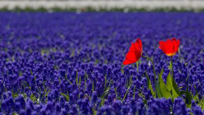 Rood, wit en blauw bloembollen veld