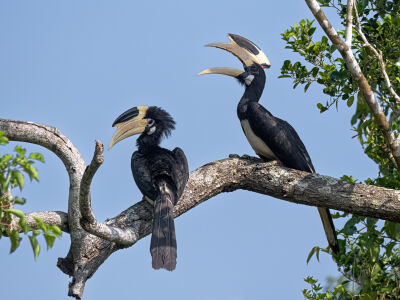 Malabar Pied Hornbills