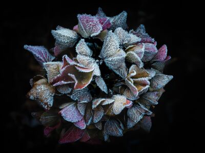 Winterse hortensia bloem