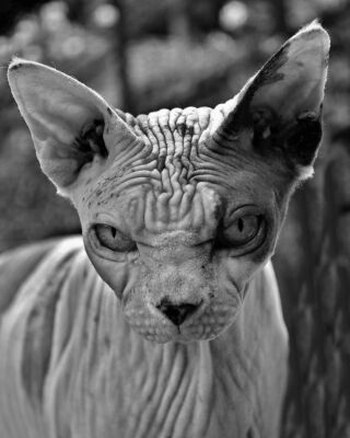 Portret van een Sphynx kat