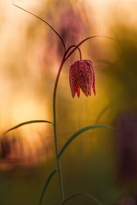 Kievitsbloem 2