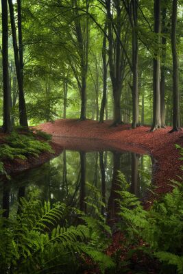 De Nederlandse bossen - Gelderland