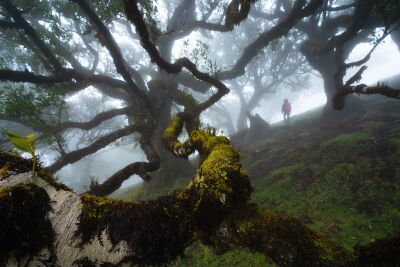 Bomen en bossen - Madeira