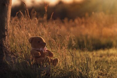 Teddybeer tussen het hoge gras bij zonsondergang