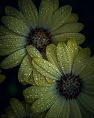 Flowers with raindrops