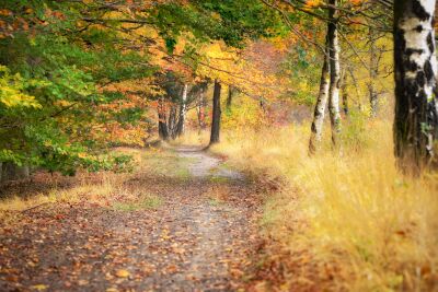 Herfst in Drents bos landschap met intense herfstkleuren en authentieke details