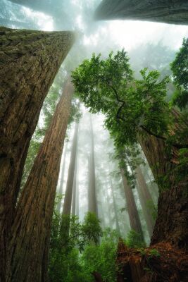 Verenigde Staten - Californië - Redwoods