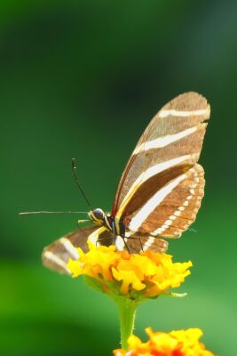 Monarchvlinder op bloem