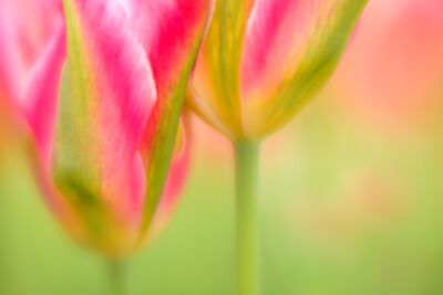 Roze tulpen met zacht licht