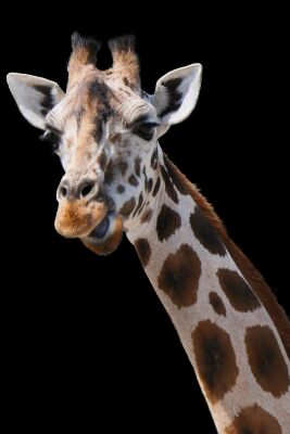 Giraf, of is het toch Giraffe?
