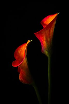 Calla bloemen met een zwarte achtergrond