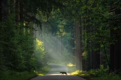De Nederlandse bossen - De wolf in de bossen