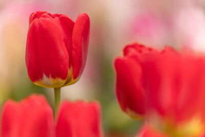 De lente met Tulpen