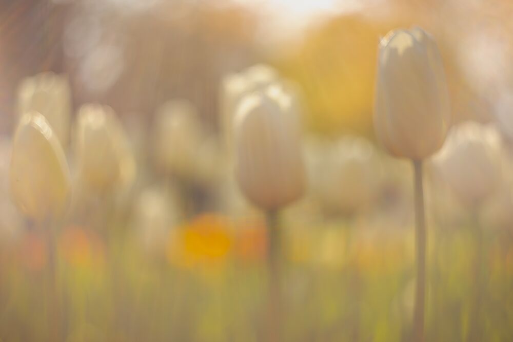 Zacht ochtend licht met tulpen