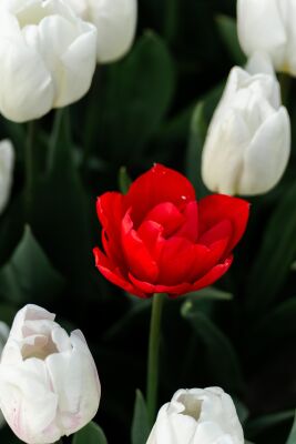 Rode Tulp van Wit