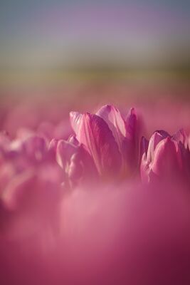 Roze Tulpengolf aan de dijk