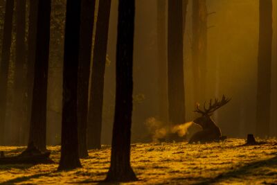 Liggend edelhert met ademwolk in het bos