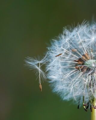 Paardenbloem