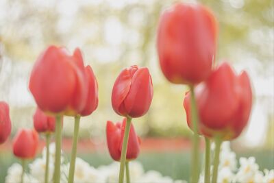Rode tulpen kunst