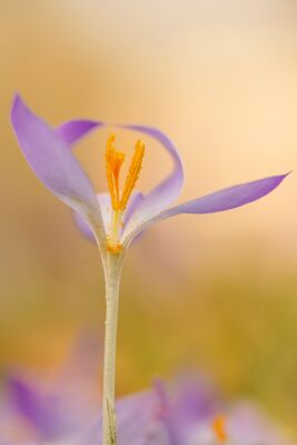 Krokus Little Ballerina