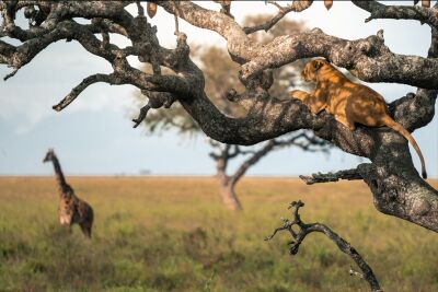 Leeuwin in boom kijkt uit over de vlakte – Serengeti, Tanzania