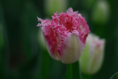 Tulp