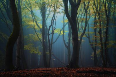 De Nederlandse bossen - Speulderbos