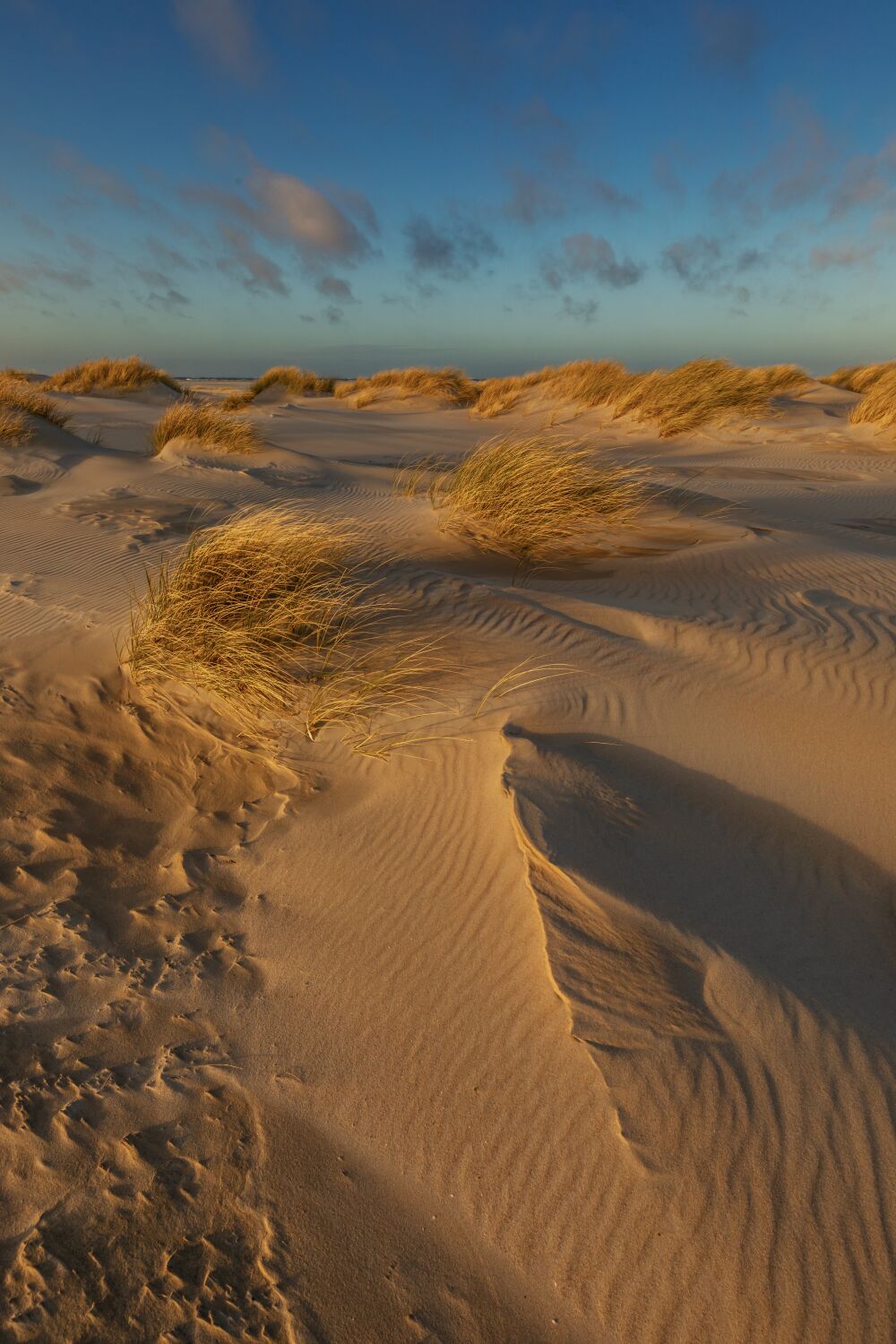 Avondlicht in de duinen op Texel