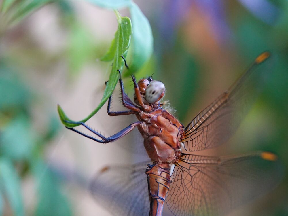 Libelle