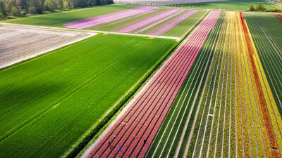 Kleurrijk Tulpenveld