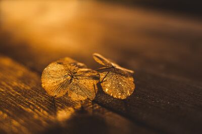 Fragiel bloemblad in gouden zonlicht