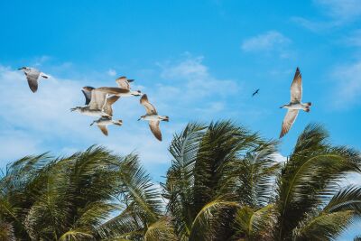 Vliegende meeuwen boven palmbomen op een blauwe lucht in Isla Holbox, Mexico