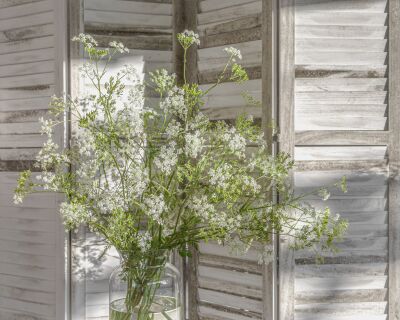 Vaas met uitbundig bloeiend Fluitenkruid voor wit houten kamerscherm