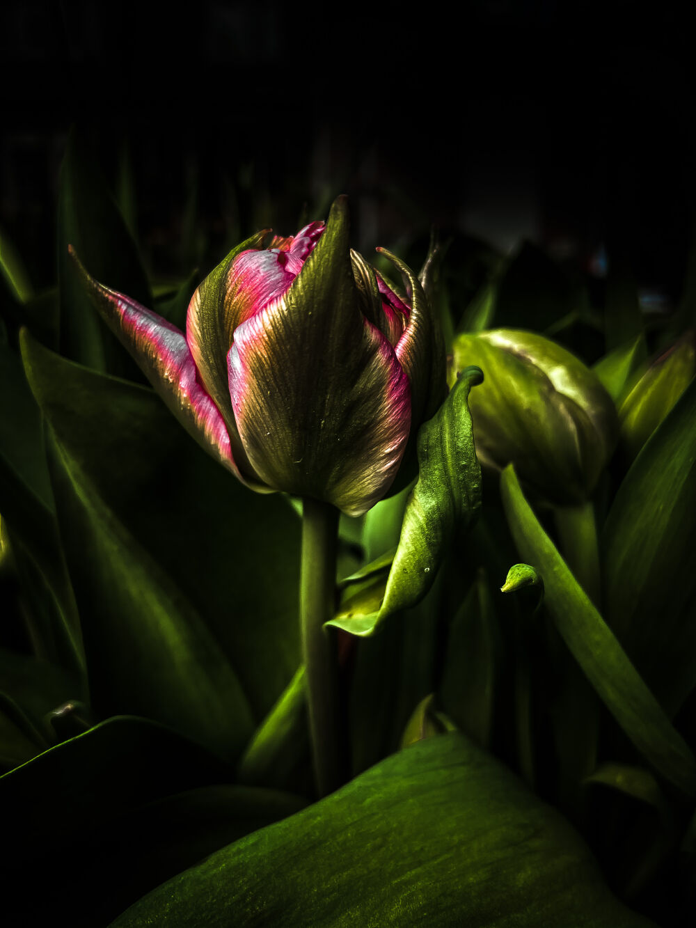 Tulp