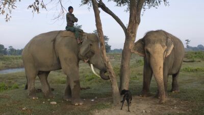 Olifanten met mahout