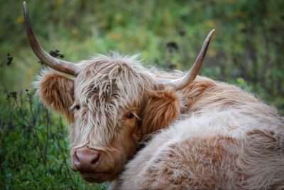 Schotse Hooglander