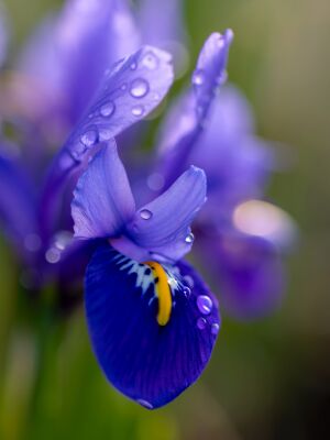 Blauwe iris