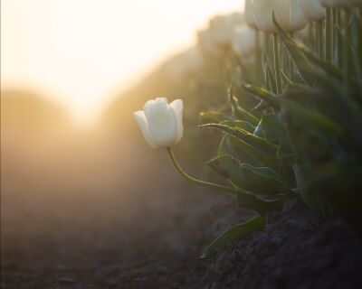Eenzame tulp buiten het veld