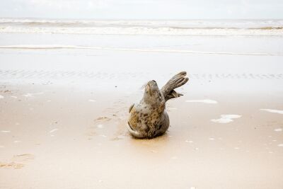 Zeehond bezoekt strand