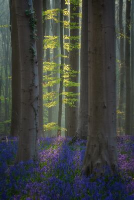 Bomen en bossen - Hallerbos Belgïe
