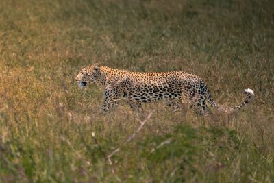 Luipaard wandelend door hoog gras – Serengeti, Tanzania