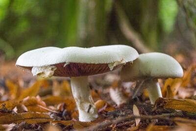 Deze paddenstoelen vormen afdakjes