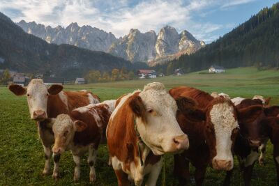 Koeien in de Alpen
