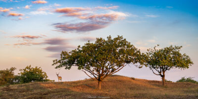 A hill, a deer and trees 