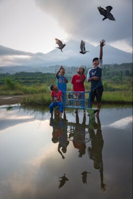 Jonge duivenmelkers in Centraal Java