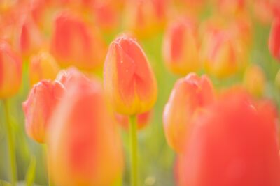 Kleurrijk Tulpenveld