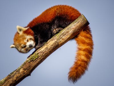 Rode Panda in een boom